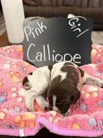Calliope, a female German Shorthaired Pointer for sale in Plymouth, WI – 1 of 4