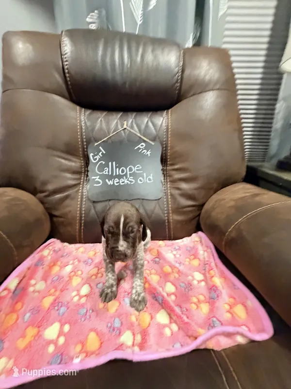 Calliope – German Shorthaired Pointer puppy for sale in Plymouth, WI
