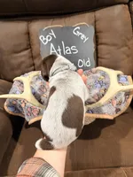 Atlas, a male German Shorthaired Pointer for sale in Plymouth, WI – 4 of 4
