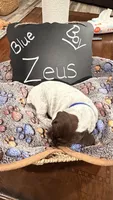 Zueus, a male German Shorthaired Pointer for sale in Plymouth, WI – 2 of 4