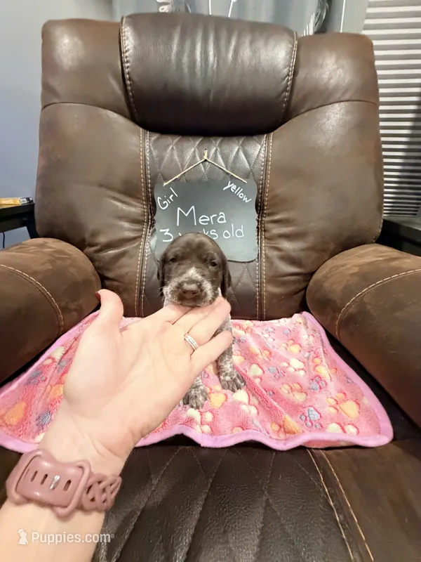 Mera – German Shorthaired Pointer puppy for sale in Plymouth, WI