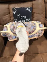 Mera, a female German Shorthaired Pointer for sale in Plymouth, WI – 3 of 4