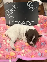 Pheobe, a female German Shorthaired Pointer for sale in Plymouth, WI – 2 of 4