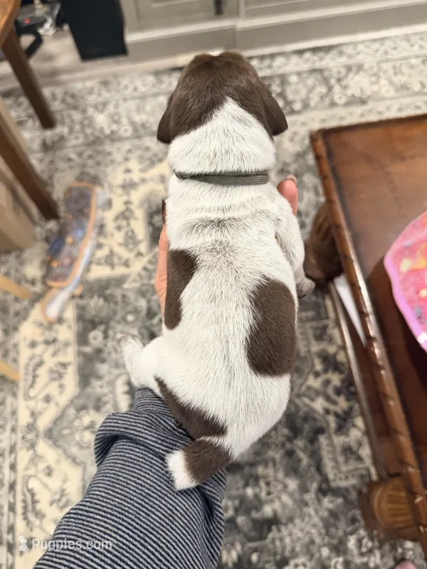 Atlas – German Shorthaired Pointer puppy for sale in Plymouth, WI