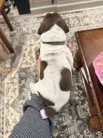 Atlas, a male German Shorthaired Pointer for sale in Plymouth, WI – 1 of 4