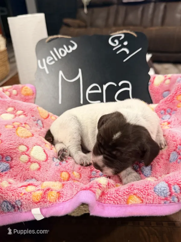 Mera – German Shorthaired Pointer puppy for sale in Plymouth, WI