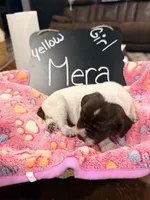 Mera, a female German Shorthaired Pointer for sale in Plymouth, WI – 1 of 4