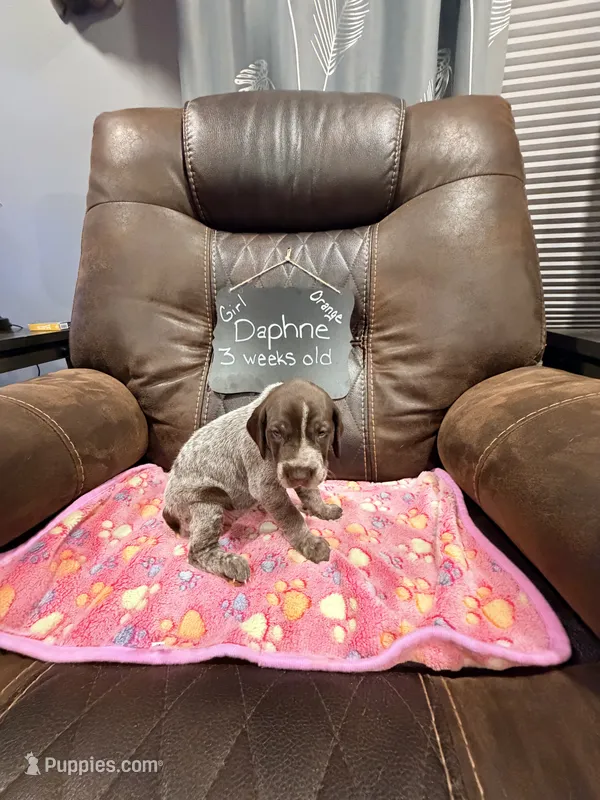 Daphne – German Shorthaired Pointer puppy for sale in Plymouth, WI