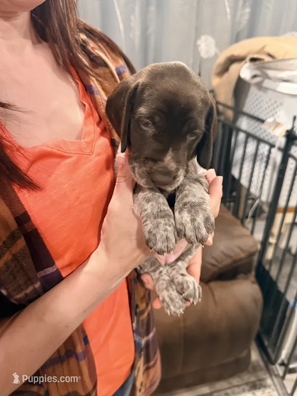 Mera – German Shorthaired Pointer puppy for sale in Plymouth, WI