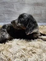 Gizmo, a male Miniature Dachshund for sale in Myrtle Beach, SC – 1 of 3