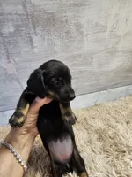 Maggie, a female Miniature Dachshund for sale in Nichols, SC – 2 of 4