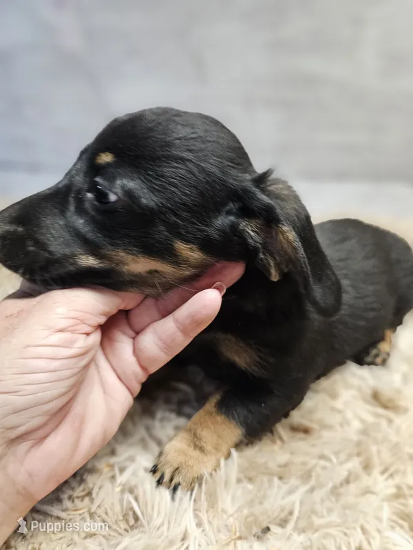 Minnie – Miniature Dachshund puppy for sale in Nichols, SC