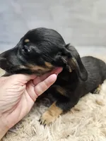 Minnie, a female Miniature Dachshund for sale in Nichols, SC – 1 of 4