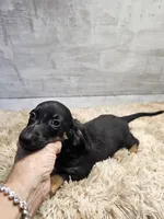 Minnie, a female Miniature Dachshund for sale in Nichols, SC – 4 of 4