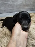 Pepper, a female Miniature Dachshund for sale in Nichols, SC – 3 of 3