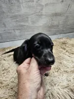 Maggie, a female Miniature Dachshund for sale in Nichols, SC – 3 of 4