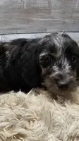 Gizmo, a male Miniature Dachshund for sale in Nichols, SC – 4 of 4