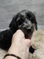 Gizmo, a male Miniature Dachshund for sale in Myrtle Beach, SC – 3 of 3