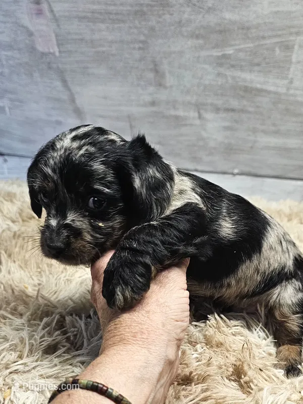Gizmo – Miniature Dachshund puppy for sale in Myrtle Beach, SC