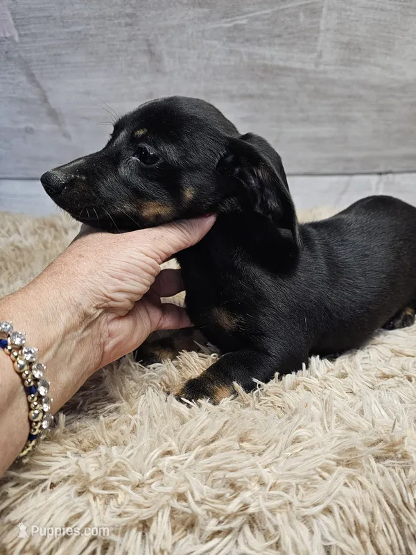 Maggie – Miniature Dachshund puppy for sale in Nichols, SC
