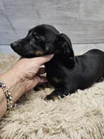 Pepper, a female Miniature Dachshund for sale in Nichols, SC – 1 of 3