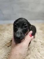 Minnie, a female Miniature Dachshund for sale in Nichols, SC – 3 of 4