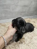 Maggie, a female Miniature Dachshund for sale in Nichols, SC – 4 of 4