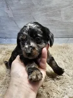 Gizmo, a male Miniature Dachshund for sale in Myrtle Beach, SC – 2 of 2