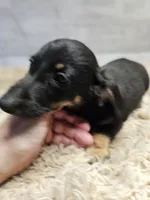 Minnie, a female Miniature Dachshund for sale in Nichols, SC – 2 of 4