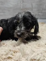 Gizmo, a male Miniature Dachshund for sale in Myrtle Beach, SC – 2 of 3
