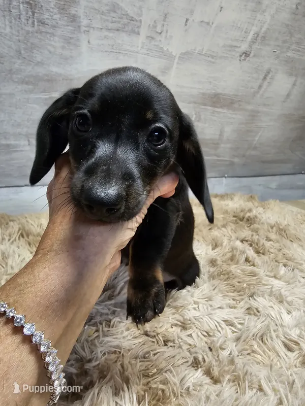 Maggie – Miniature Dachshund puppy for sale in Nichols, SC