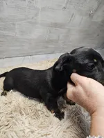 Pepper, a female Miniature Dachshund for sale in Nichols, SC – 2 of 3