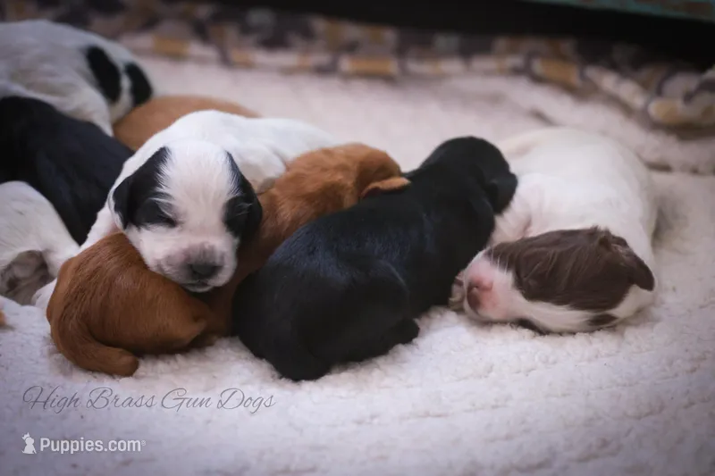 Lou, a female English Cocker Spaniel for sale in Fairacres, NM – Photo 1 of 1