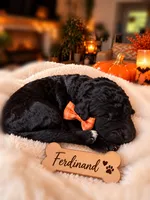 Autum, a female Goldendoodle for sale in Marietta, GA – 5 of 8