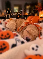 Autum, a female Goldendoodle for sale in Marietta, GA – 8 of 8