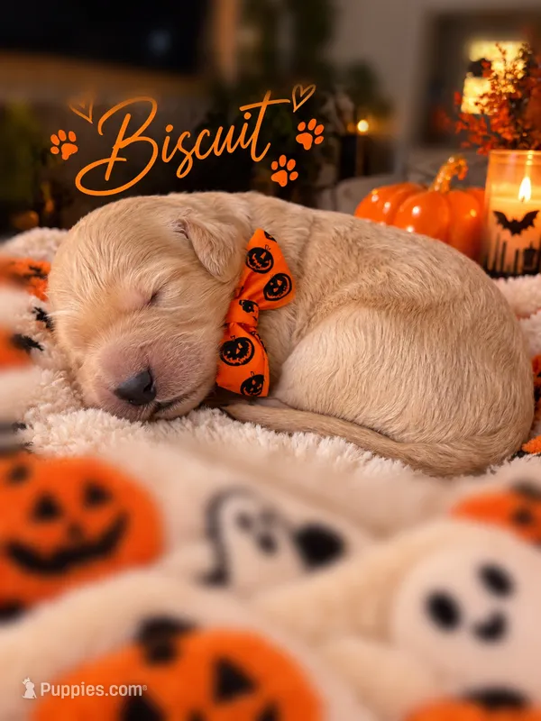 Autum – Goldendoodle puppy for sale in Marietta, GA