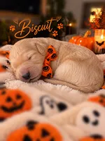Autum, a female Goldendoodle for sale in Marietta, GA – 1 of 8