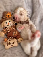 Autum, a female Goldendoodle for sale in Marietta, GA – 6 of 8
