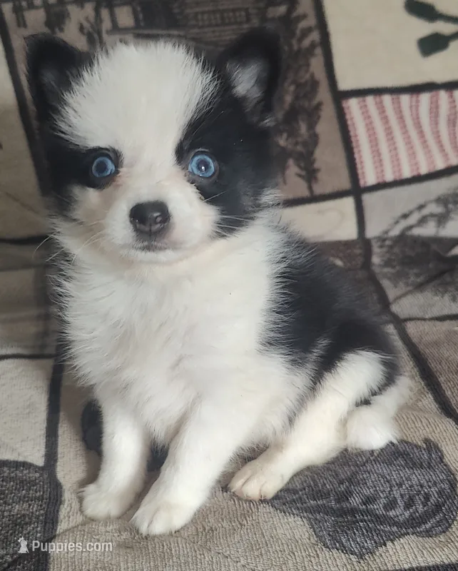 Blue – Pomeranian, Pomsky puppy for sale in Jacksonville, NC