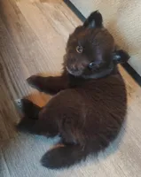 Ghirardelli, a female Pomeranian and Pomsky for sale in Jacksonville, NC – Photo 2 of 2