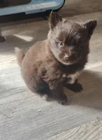 Ghirardelli, a female Pomeranian and Pomsky for sale in Jacksonville, NC – Photo 1 of 2