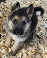 Thor , a male German Shepherd Dog for sale in Jacksonville, NC – 1 of 4