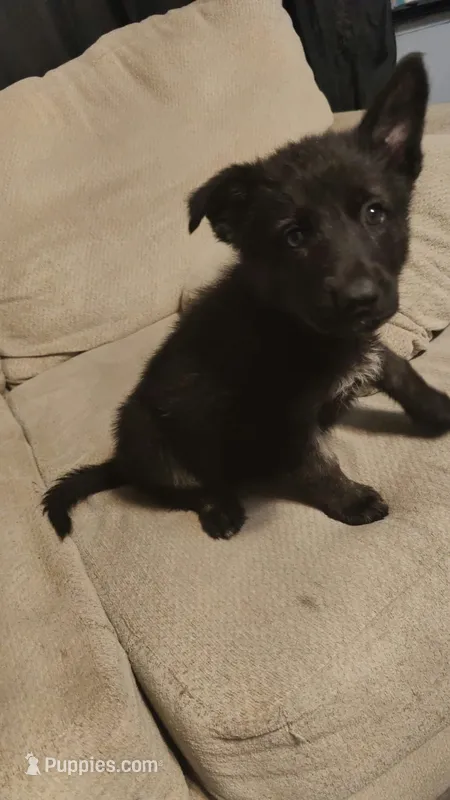 Teresa – German Shepherd Dog puppy for sale in Jacksonville, NC