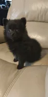 Pogo, a female Pomeranian for sale in Jacksonville, NC – 4 of 4