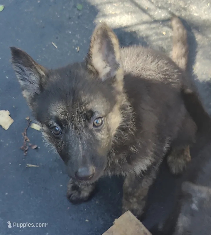 Talia – German Shepherd Dog puppy for sale in Jacksonville, NC