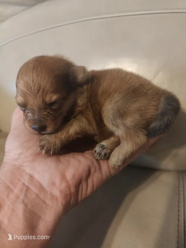 Thor  – Pomeranian puppy for sale in Jacksonville, NC