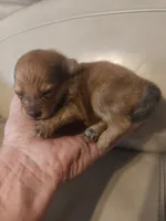 Thor , a female Pomeranian for sale in Jacksonville, NC – 1 of 3