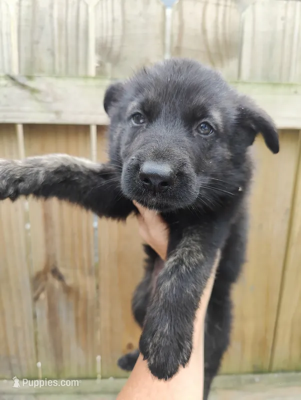Terry  – German Shepherd Dog puppy for sale in Jacksonville, NC