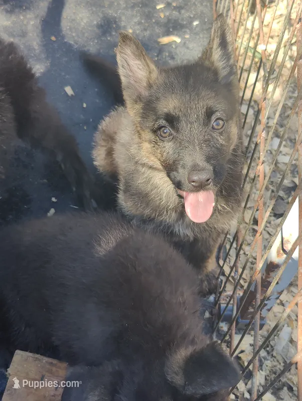 Teresa – German Shepherd Dog puppy for sale in Jacksonville, NC