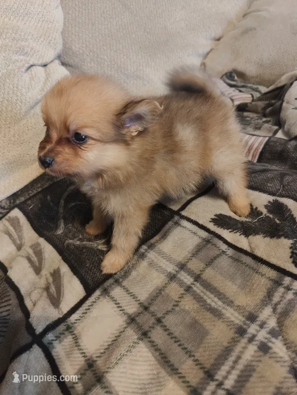 Thor  – Pomeranian puppy for sale in Jacksonville, NC